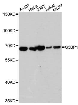 G3BP1 / G3BP Antibody