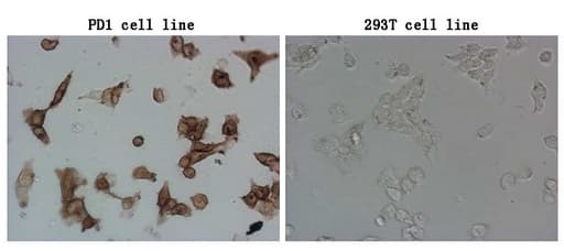 PDCD1 / CD279 / PD-1 Antibody (clone UMAB197)