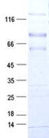 Human NXP2 / MORC3 Protein (Recombinant DDK,C-terminus)