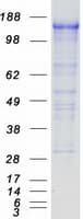 Human PCDH7 Protein (Recombinant Myc-DDK (Flag))
