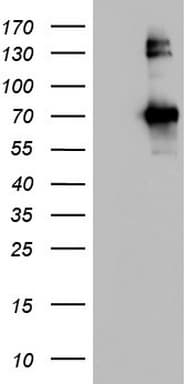 CD68 Antibody (aa22-319, clone OTI11E11, Carrier-free)