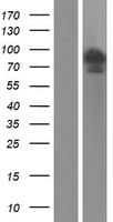 FAM13A1 / KIAA0914 Protein (Over-Expression Lysate Myc-DDK (Flag))