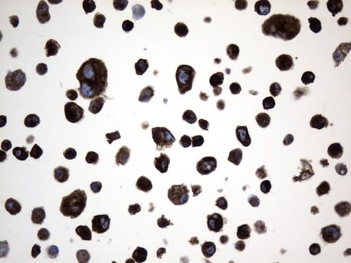 CD74 / CLIP Antibody (clone UMAB232, Carrier-free)