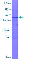 Human C9orf152 Protein (Recombinant GST)