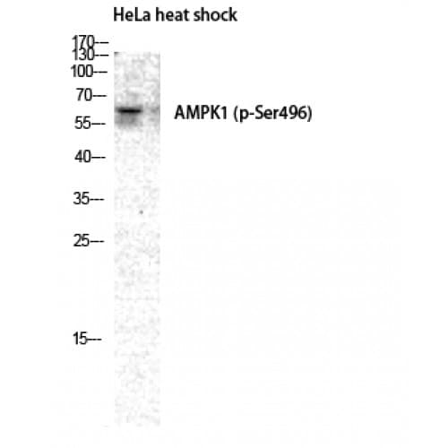 PRKAA1 / AMPK Alpha 1 Antibody (420-500 aa)