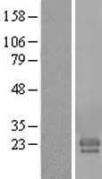 FAM174A Protein (Over-Expression Lysate Myc-DDK (Flag))