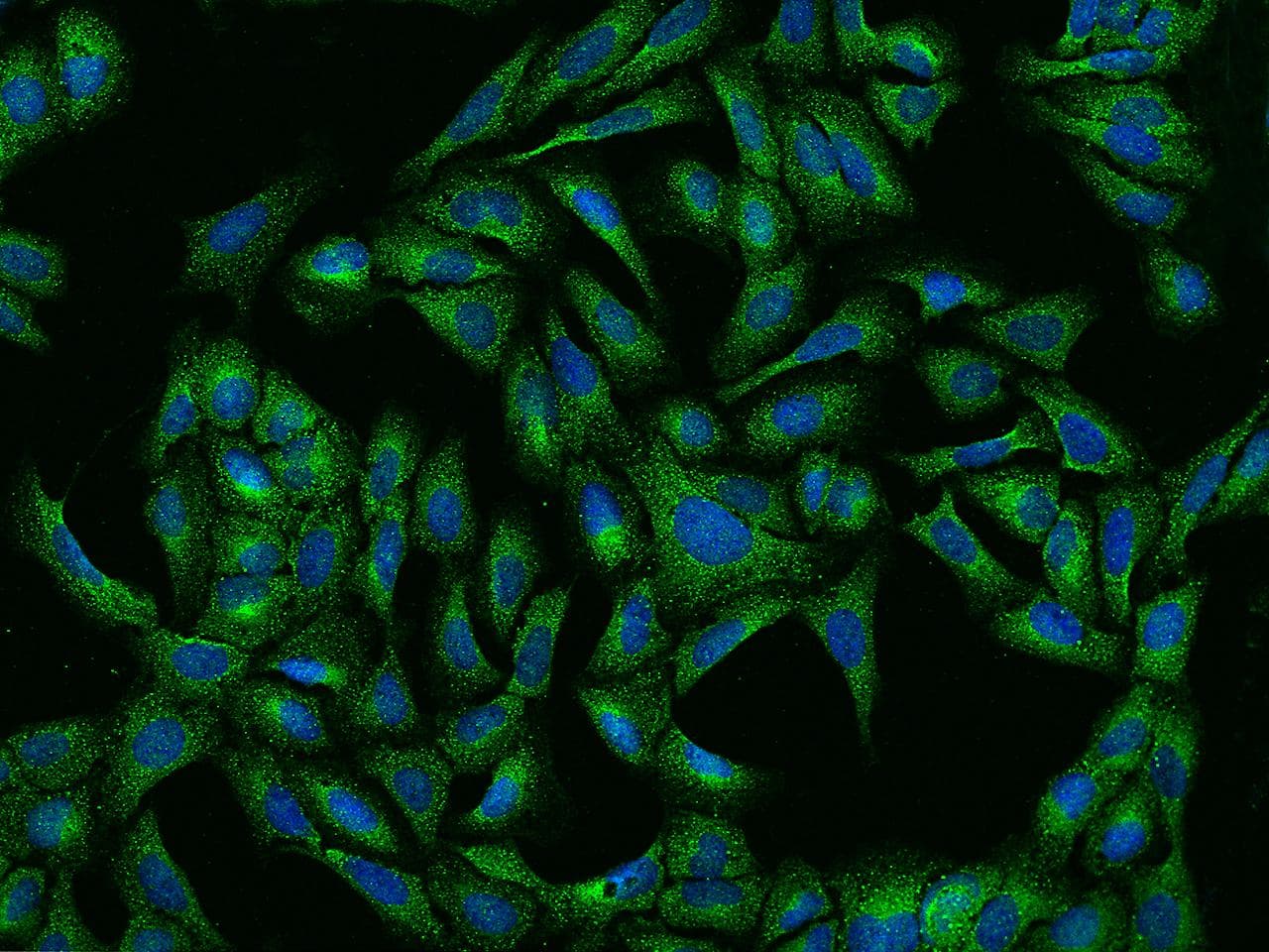 Polyclonal Rabbit anti-Human RNH1 Antibody (IHC, IF)