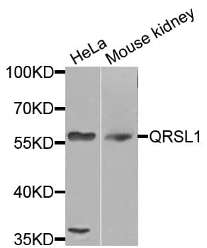 QRSL1 / GatA Antibody