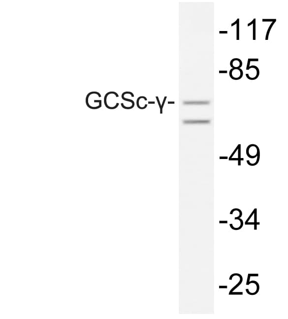 GCLC Antibody (Glu315)