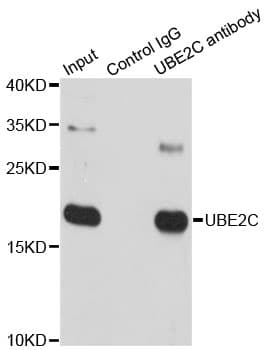 UBCH10 / UBE2C Antibody