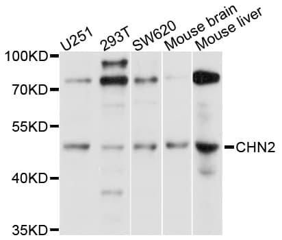 CHN2 / Chimerin 2 Antibody