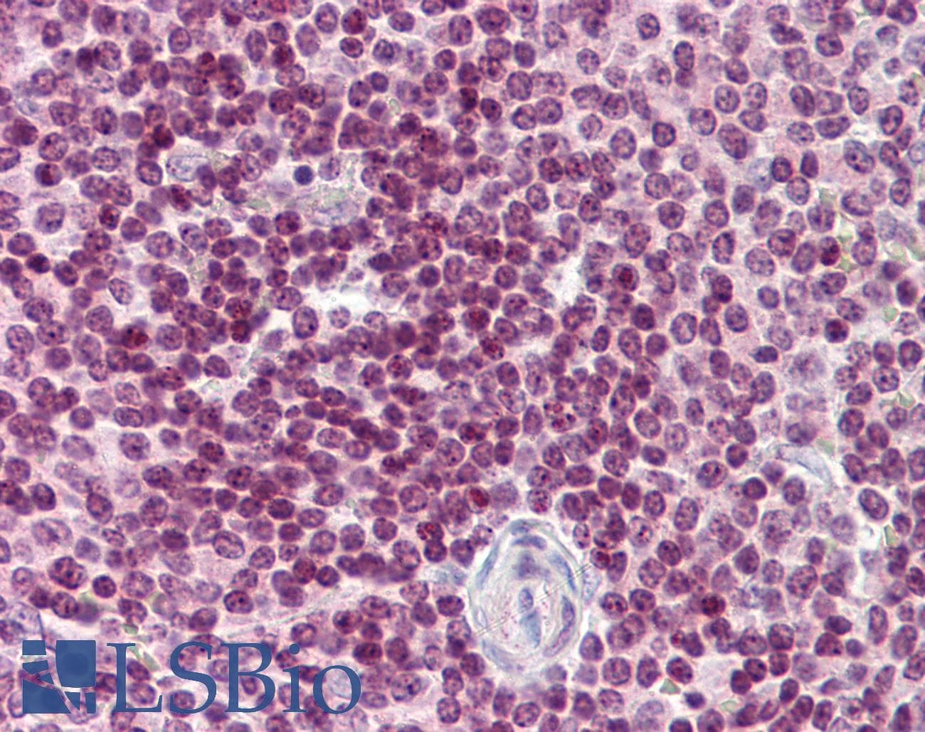 CDC20 Antibody (N-Terminus)