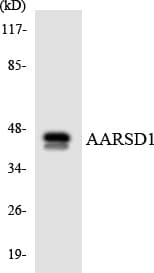 AARSD1 Antibody (aa131-180)