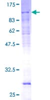 Human TFB1 / GTF2H1 Protein (Recombinant GST)
