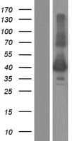 KIR2DL4 Protein (Over-Expression Lysate Myc-DDK (Flag))
