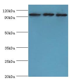 SOX6 Antibody (aa1-74)