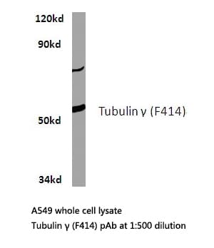 TUBG1 / Tubulin Gamma 1 Antibody (Phe414)