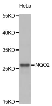 NQO2 Antibody