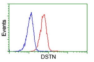 DSTN / Destrin Antibody (clone OTI1D8)