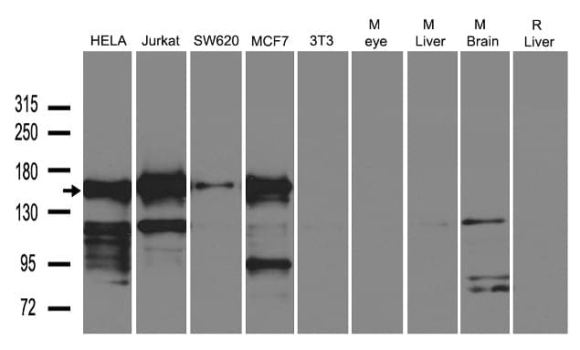 MYBBP1A Antibody