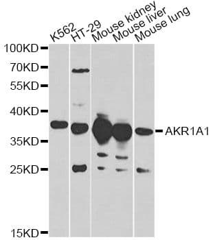 AKR1A1 Antibody