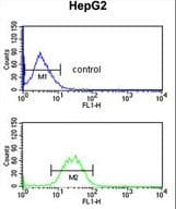 Polyclonal Rabbit anti-Human KCNH7 / ERG3 Antibody (aa52-78, IHC, WB)
