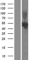 Human NEU3 Protein (Over-Expression Lysate Myc-DDK (Flag))