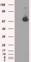 KIAA0153 / TTLL12 Antibody (clone OTI1A2)
