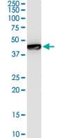 GTF2E1 Antibody (clone 1E12)