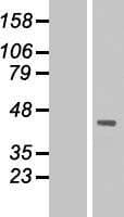 DMRTC2 Protein (Over-Expression Lysate Myc-DDK (Flag))