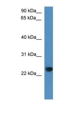 CAPSL Antibody (C-Terminus)