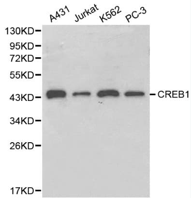 CREB1 / CREB Antibody