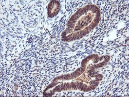RASSF8 Antibody (clone OTI3F7)