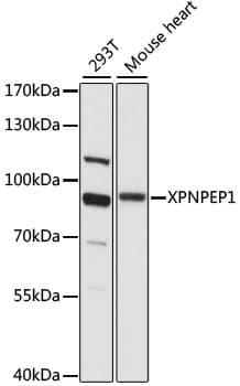 XPNPEP1 / Aminopeptidase P Antibody