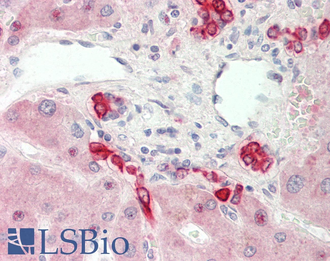 Polyclonal Rabbit anti-Mouse HMGCS1 / HMG-CoA Synthase 1 Antibody (C-Terminus, IHC, WB)