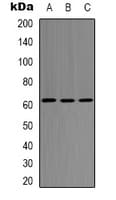 SMAD2 Antibody (C-Terminus)