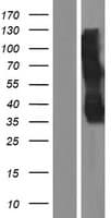 TMEM158 / RIS1 Protein (Over-Expression Lysate Myc-DDK (Flag))