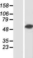 RBPJ Protein (Over-Expression Lysate Myc-DDK (Flag))