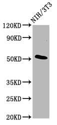 Polyclonal Rabbit anti-Human C1orf27 Antibody (IHC, IF, WB)