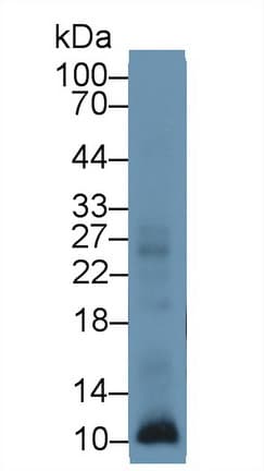 S100A12 Antibody (aa1-92)