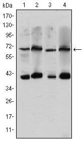CRTC3 Antibody (clone 5G9)