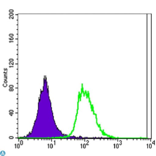 Monoclonal Mouse anti-Human POU5F1 / OCT4 Antibody (IF, WB)