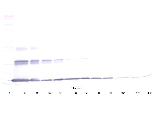 IL20 Antibody