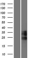 ZMAT2 Protein (Over-Expression Lysate Myc-DDK (Flag))