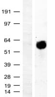 MYC / c-Myc Protein (Over-Expression Lysate Myc-DDK (Flag))