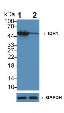 IDH1 / IDH Antibody (aa74-333)