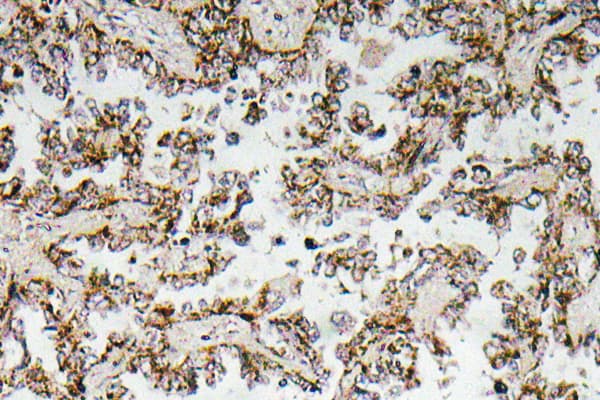 CRH / CRF Antibody (Arg153)