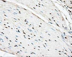 Basigin / Emmprin / CD147 Antibody (clone OTI3E9)