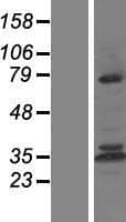 CAPN10 / Calpain 10 Protein (Over-Expression Lysate Myc-DDK (Flag))