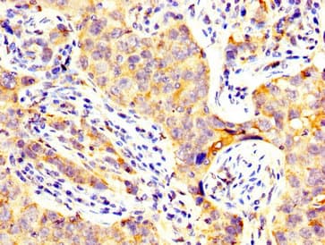 CD82 Antibody